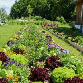 Galeria zdjęć z Arboretum. Kwitnące lilie wodne oraz inne rośliny wiosenno-letnie