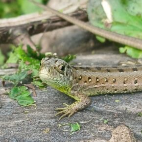 Zdjęcie przedstawiające jaszczurkę patrzącą się w obiektyw aparatu