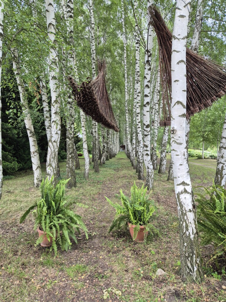 Zdjęcie alei brzozowej usytuowanej w Arboretum