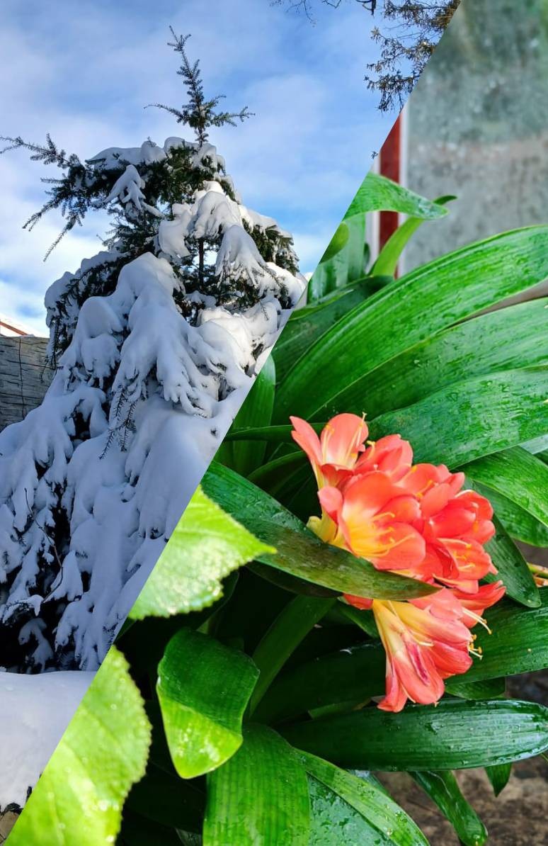 Zdjęcie cisa pokrytego śniegiem i kwitnącego kwiatu w szklarni
