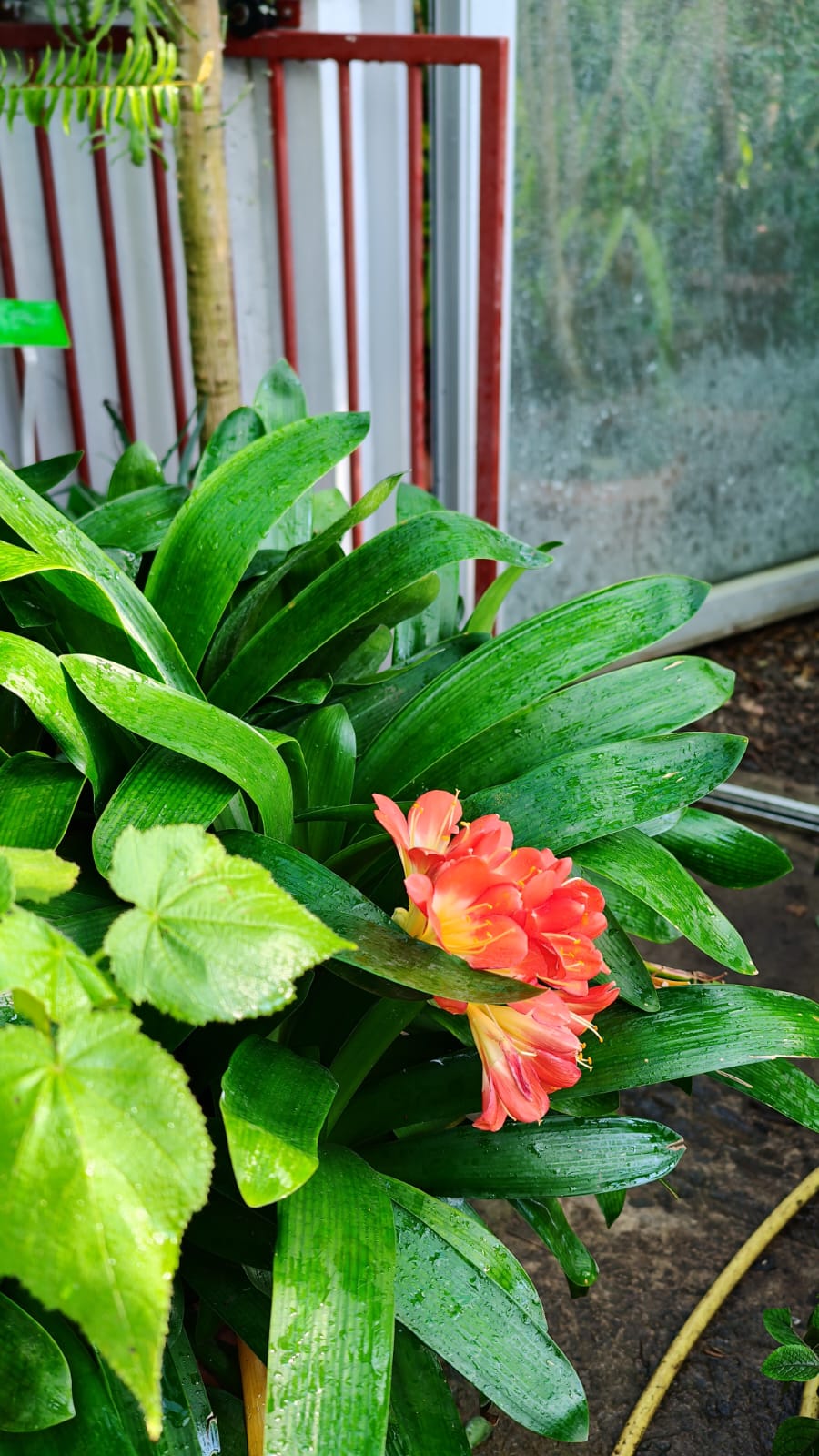 Kwitnąca na czerwono roślina w szklarni