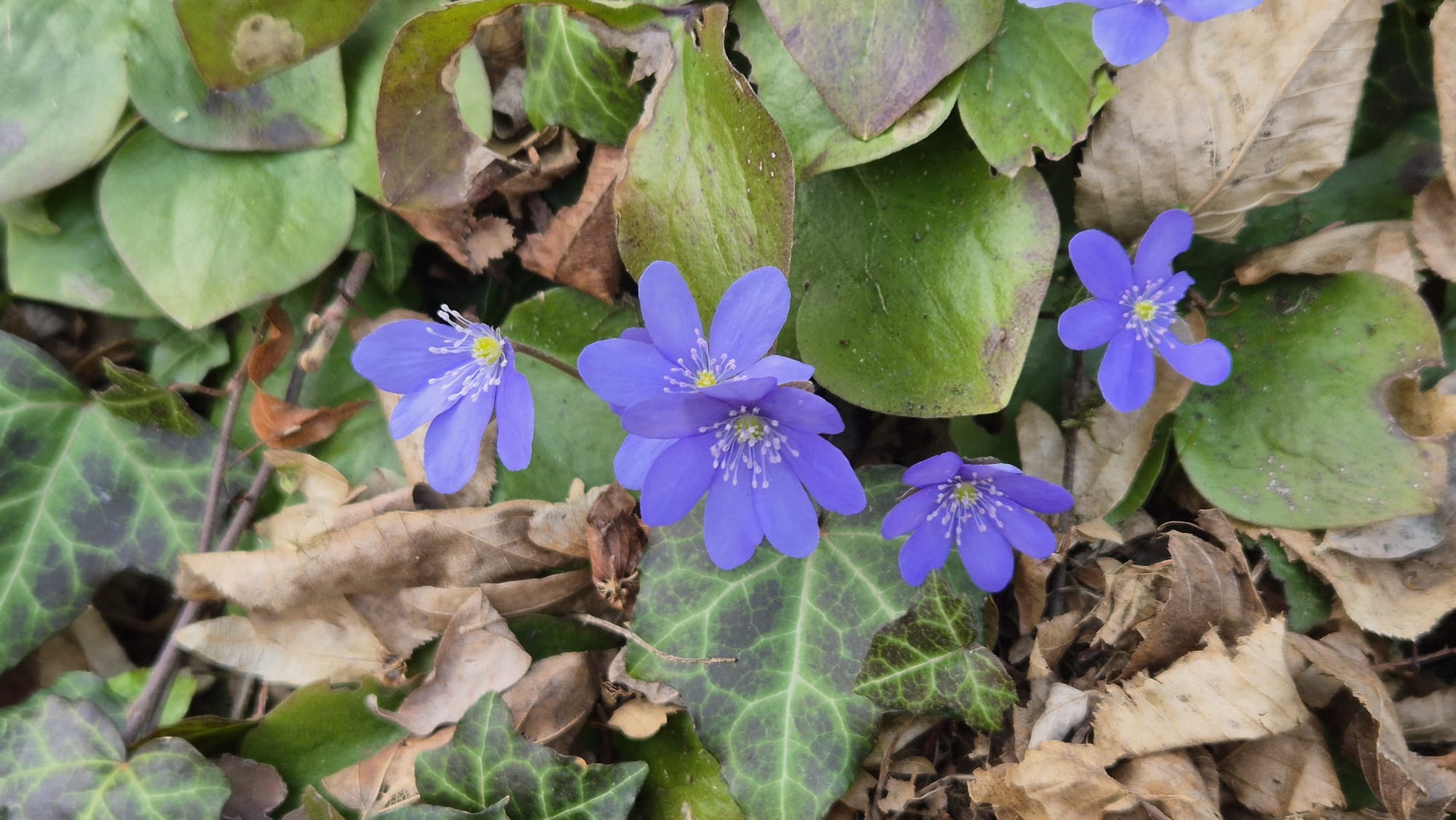 Przylaszczka pospolita