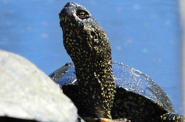 Zdjęcie przedstawiające żółwia błotnego